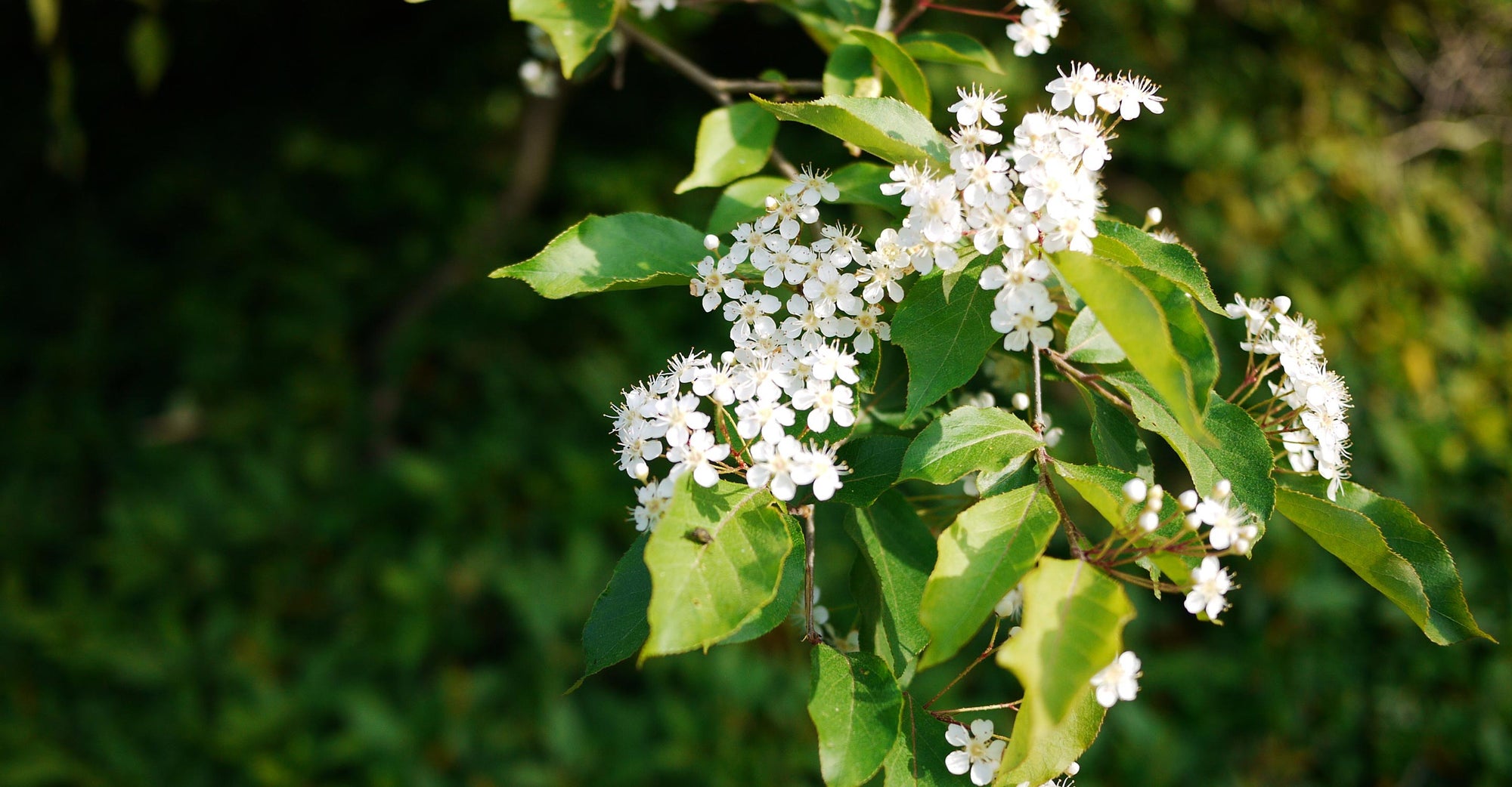 Air purifiers called into duty as tree pollen soars in Northeast, Midwest