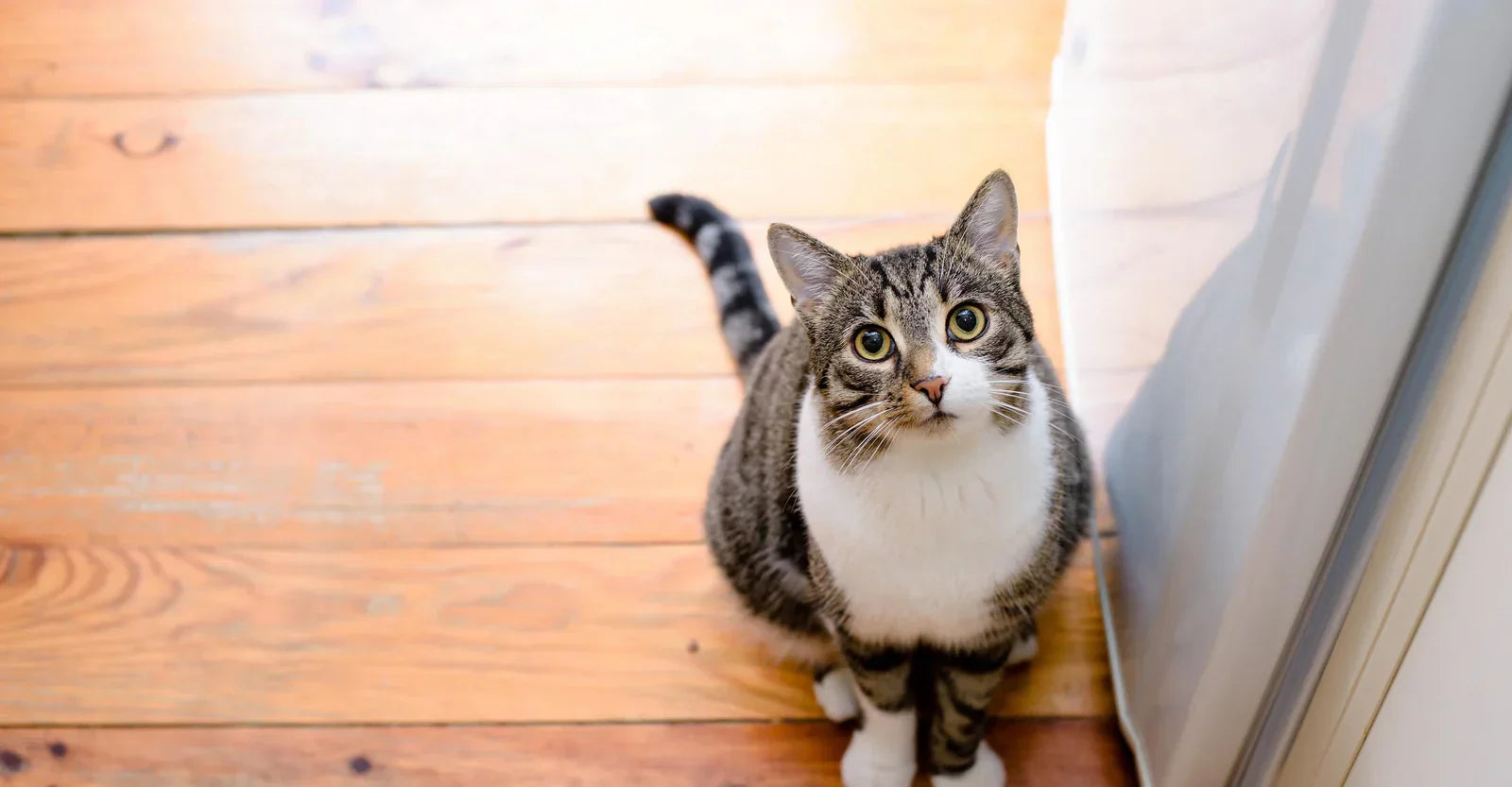cat on floor