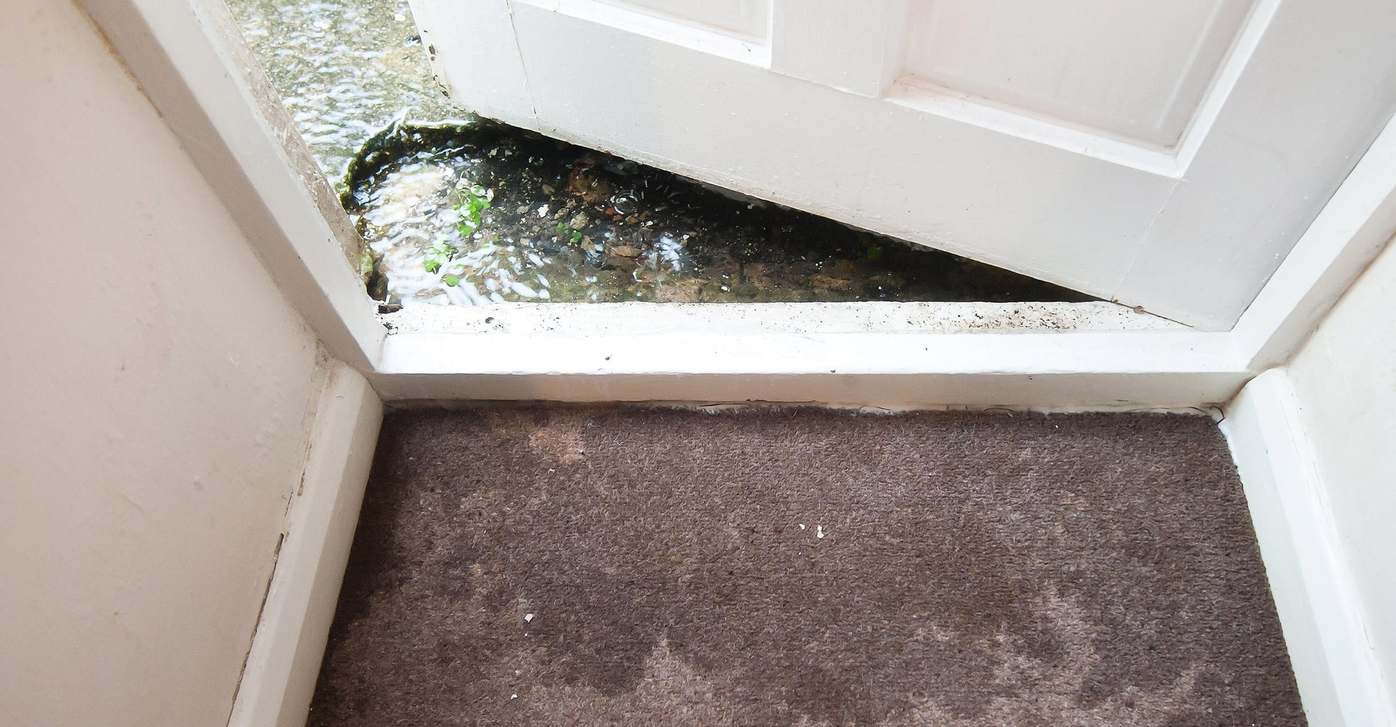 Flood damage: Meet Stachybotrus charatrum (a.k.a. black mold)