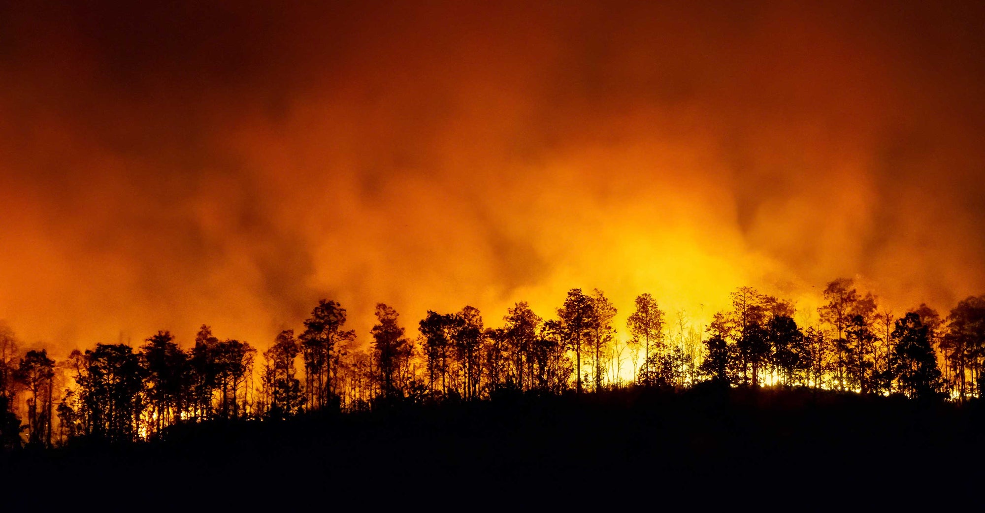 wildfire with forest silhouette