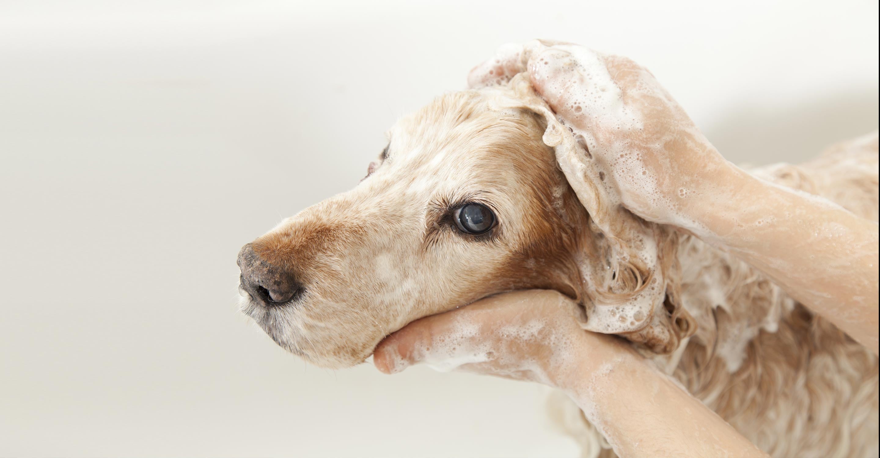 bathing a dog