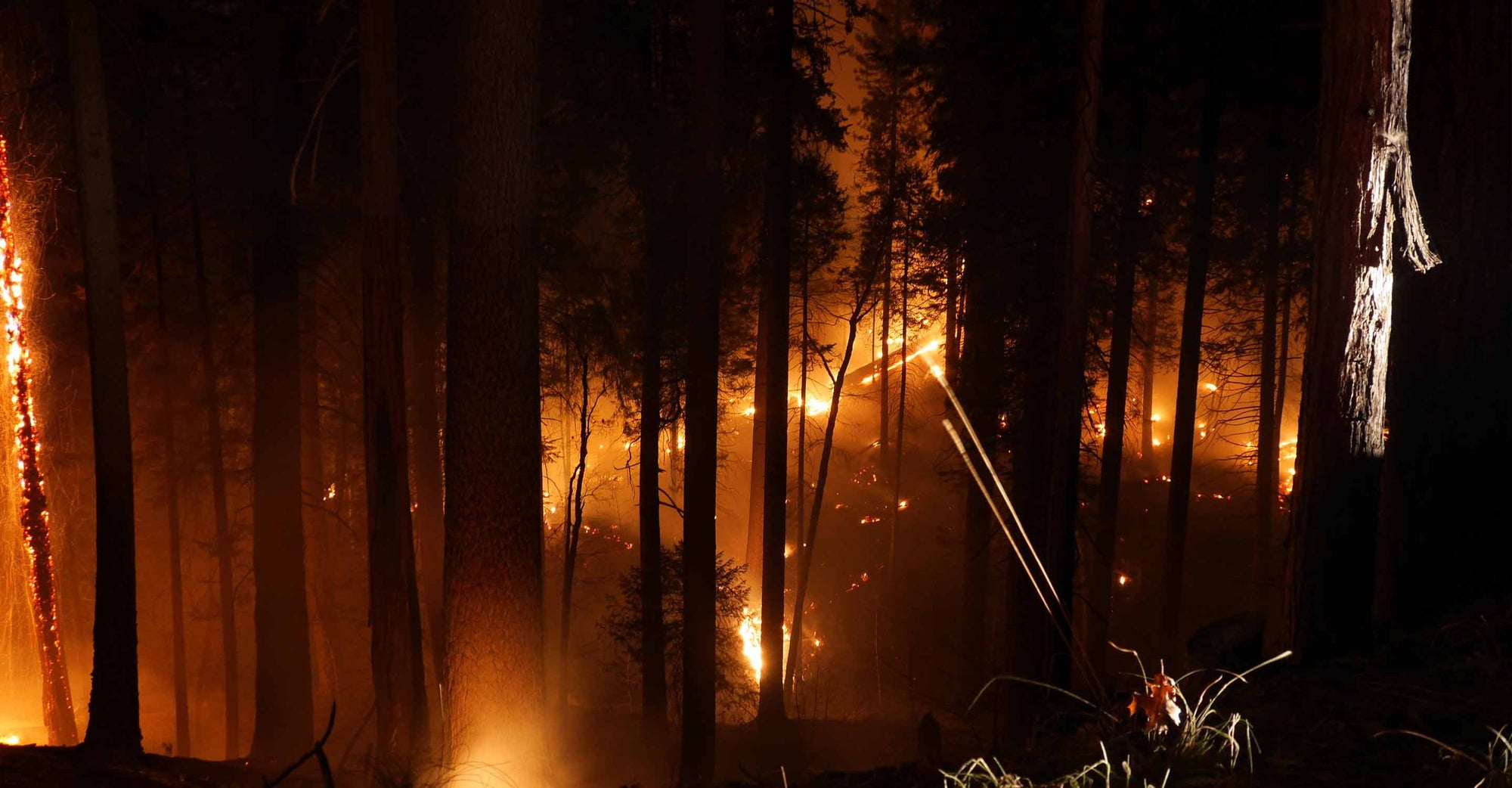 Ancient giant sequoias, some over 2,000 years old, stand in the path of a wildfire complex