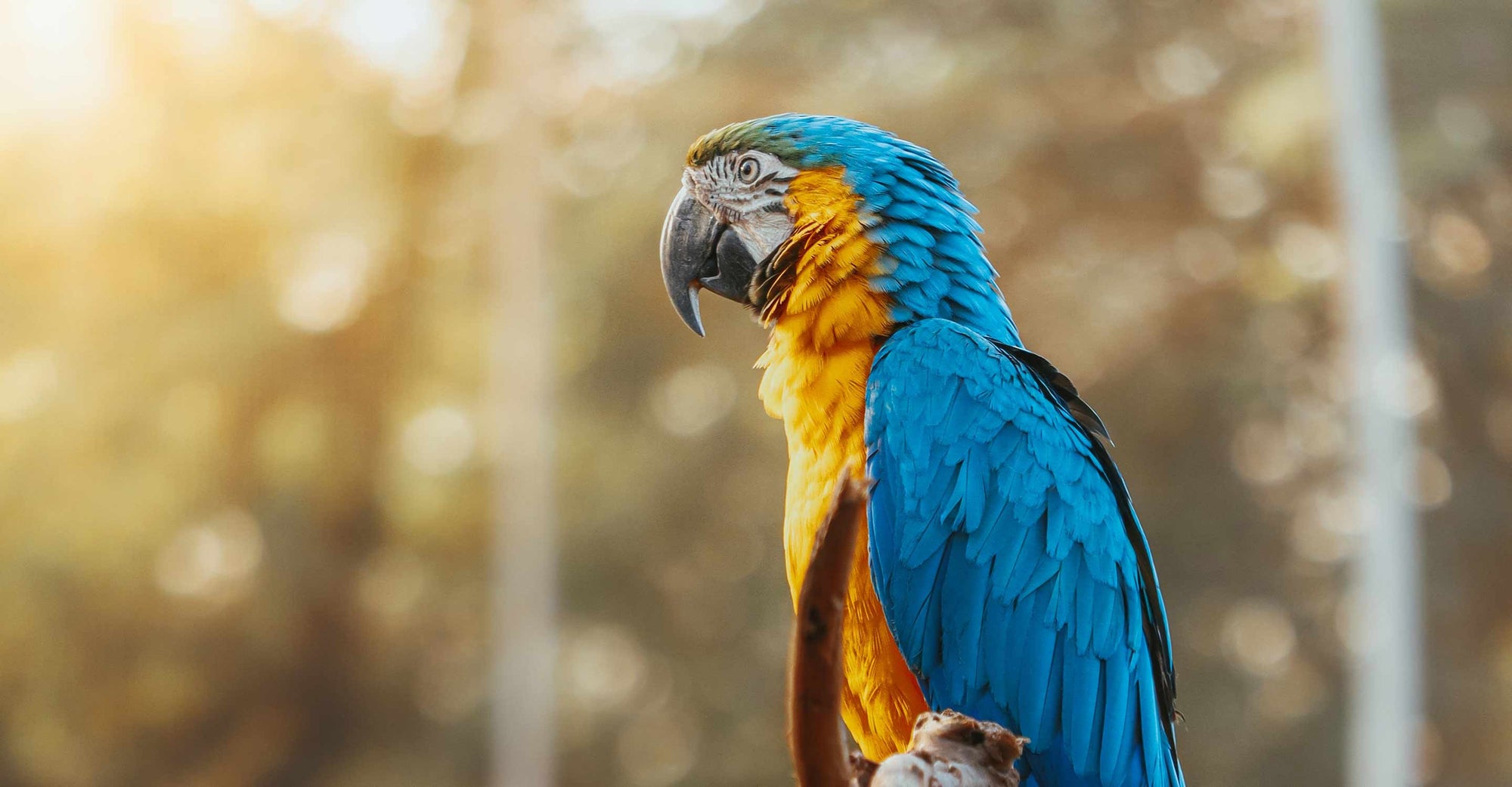 Parrot in tree