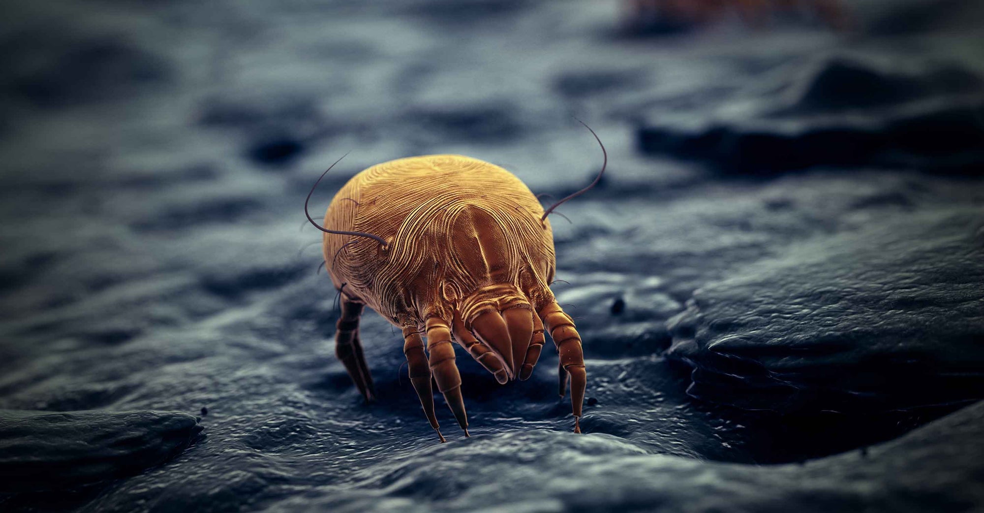 Dust mite