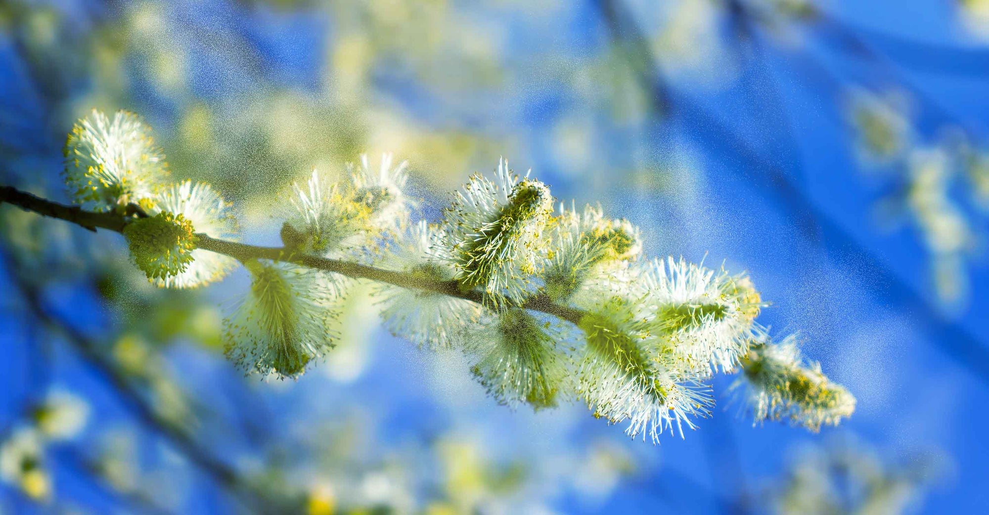 Pollen falling off tree branch