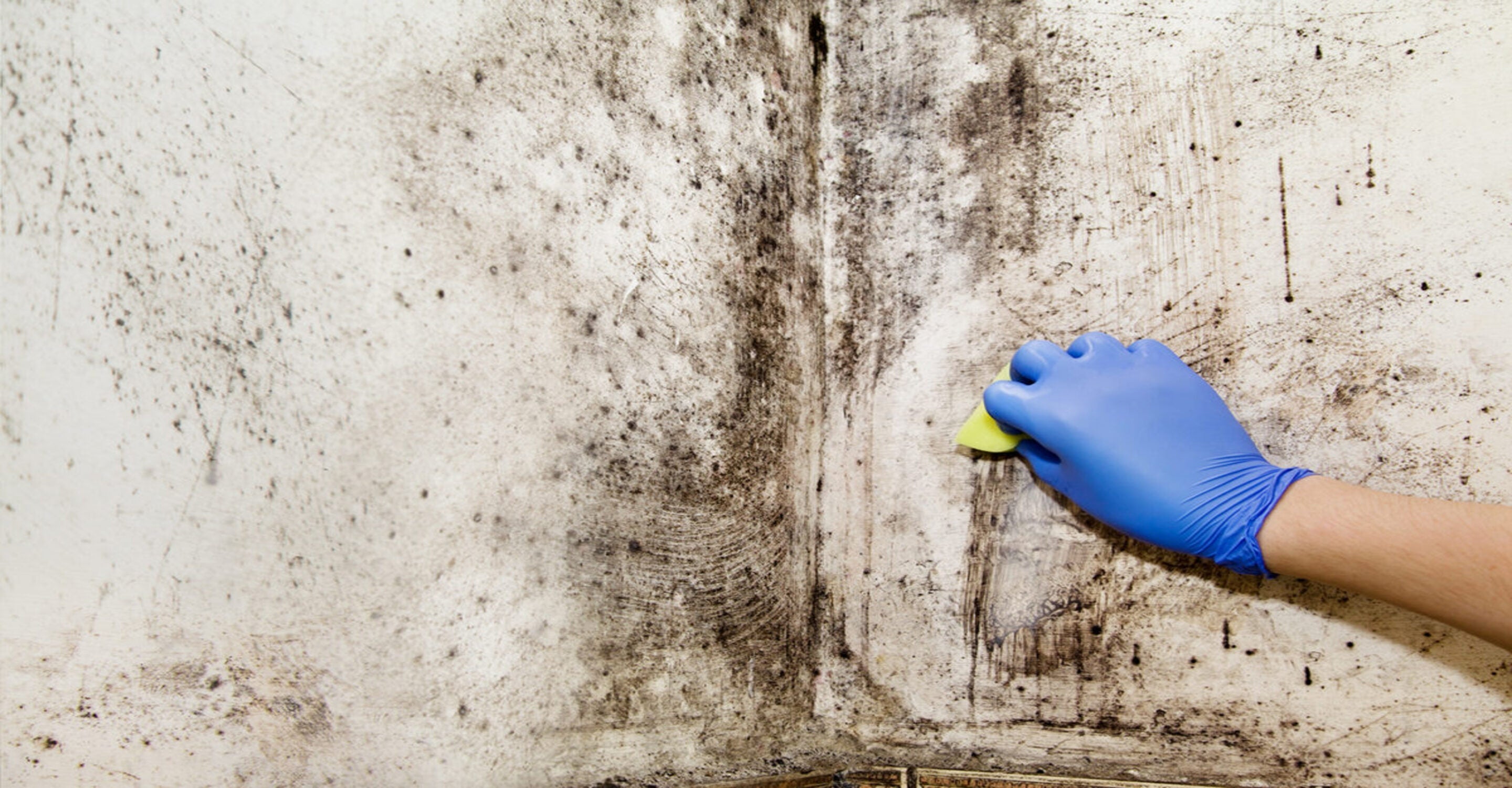 Navigating Mold Problems: How Air Purifiers Can Make A Difference