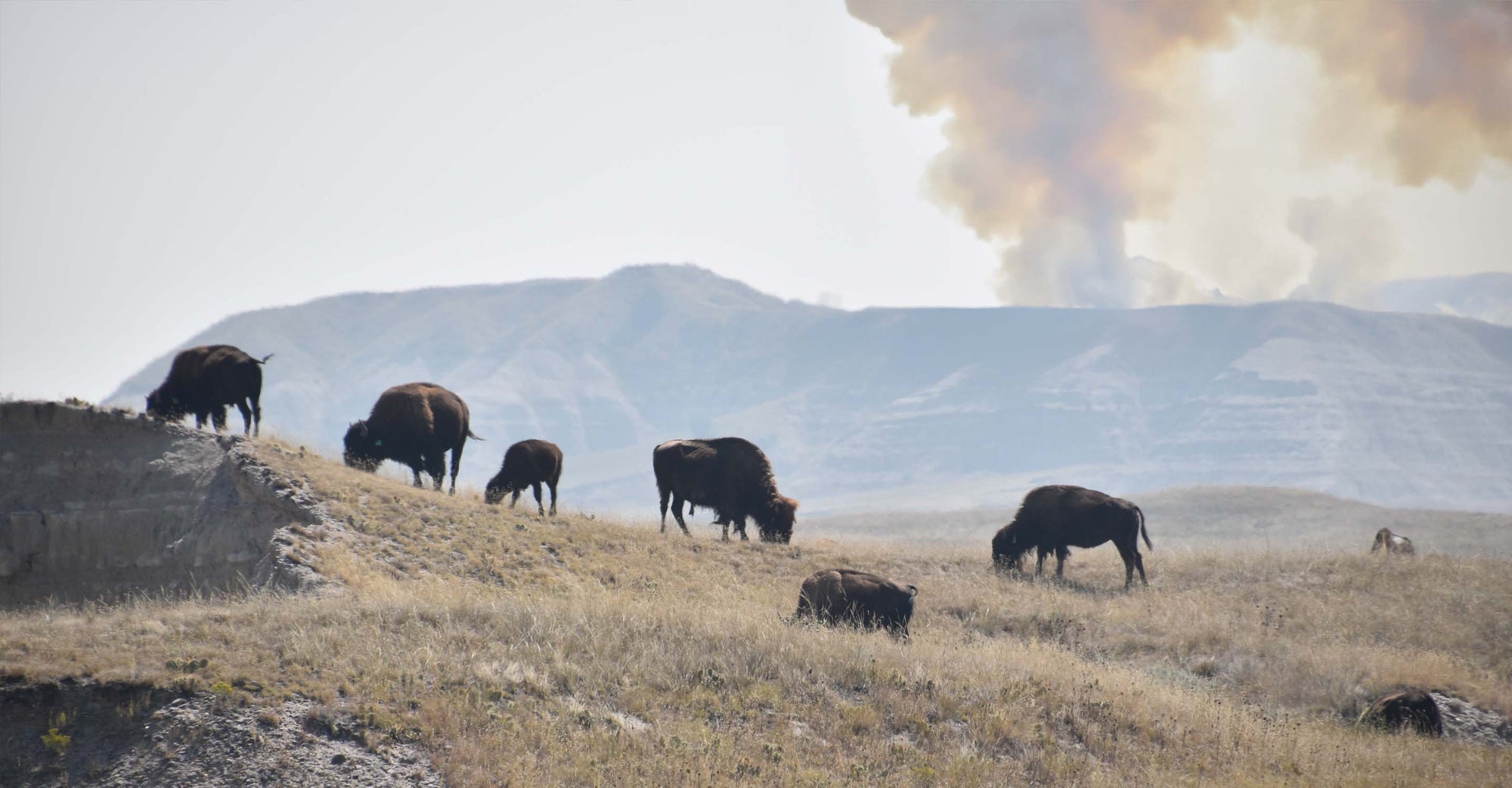 Buffalo grazing as fire burns in background