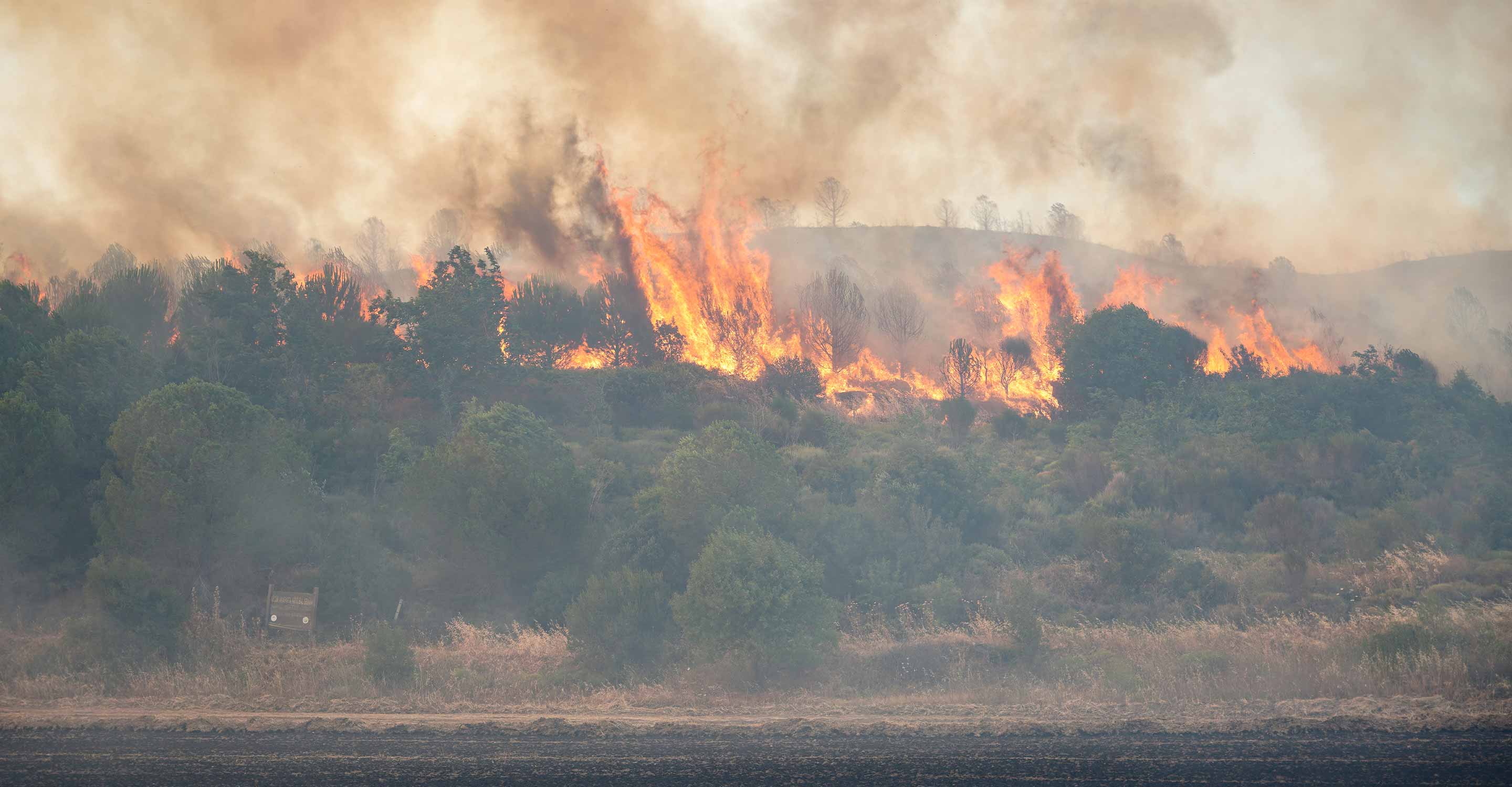 Fire burning in woodlands
