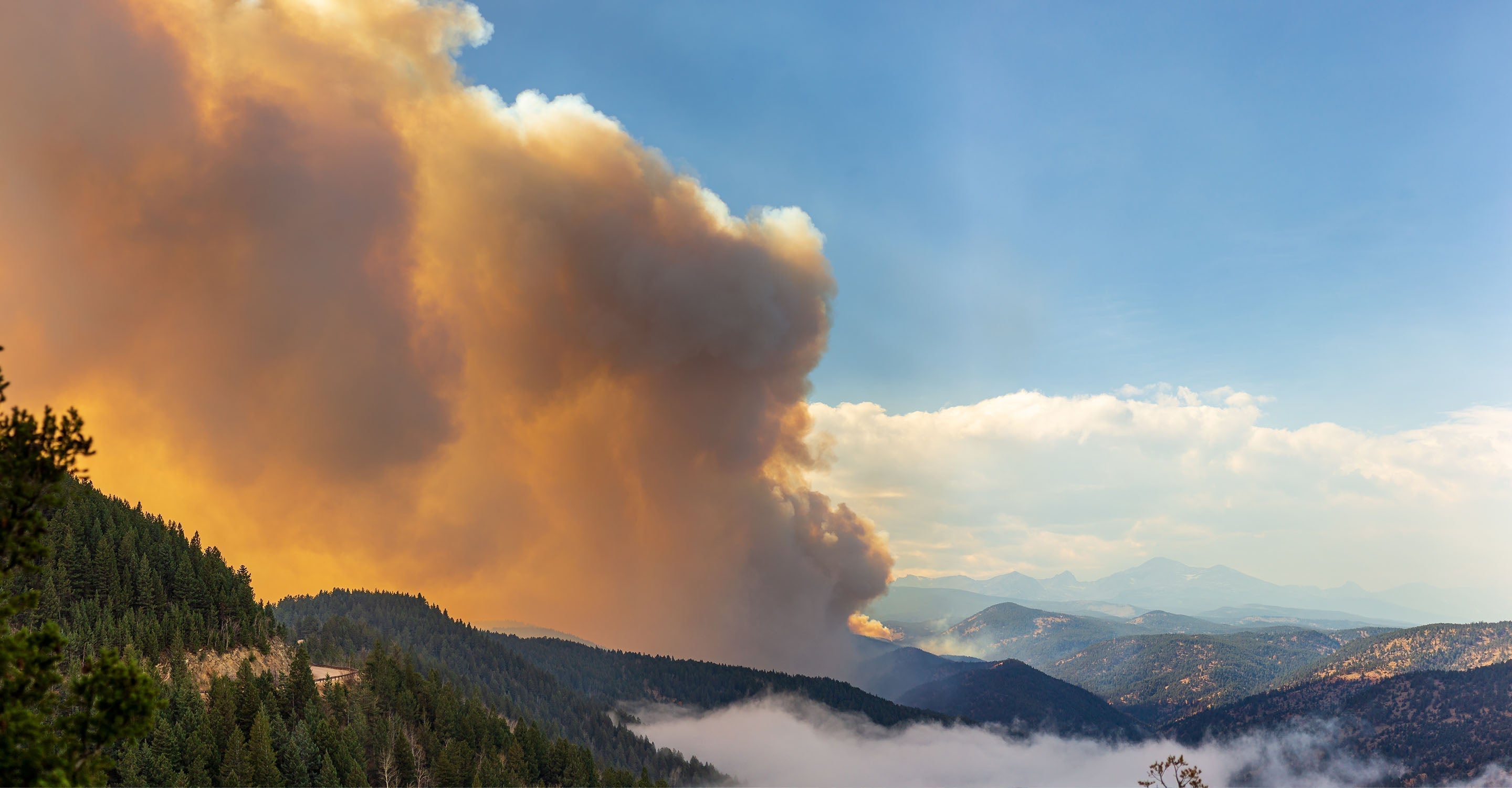 Large cloud of wildfire smoke over a forest