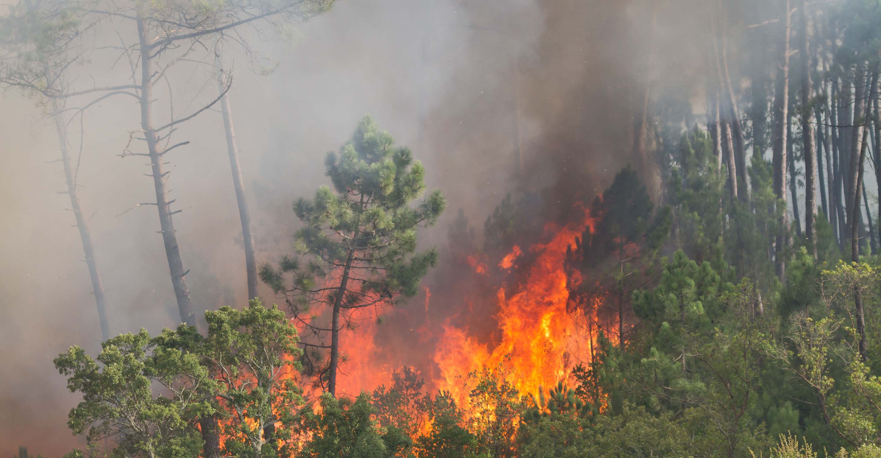 Fire burning trees