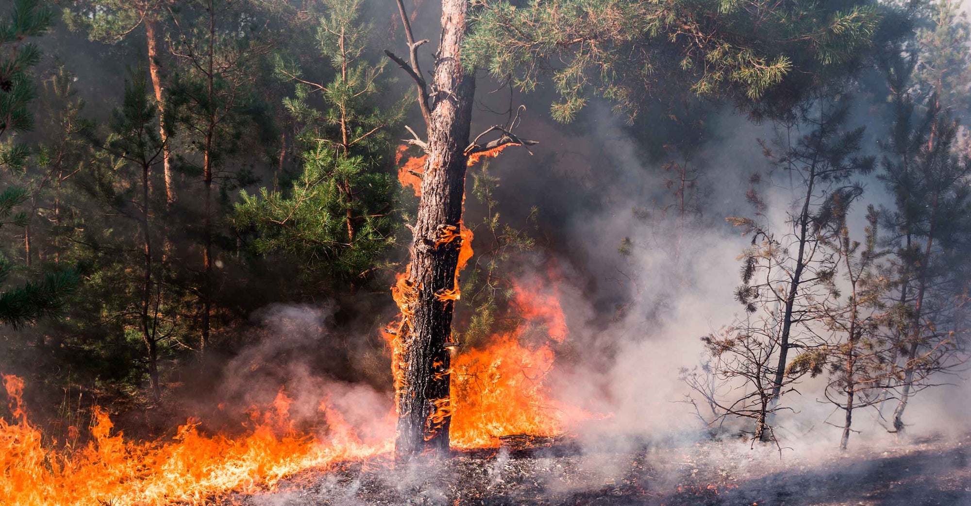 Fire burning in Sequoia National Park.