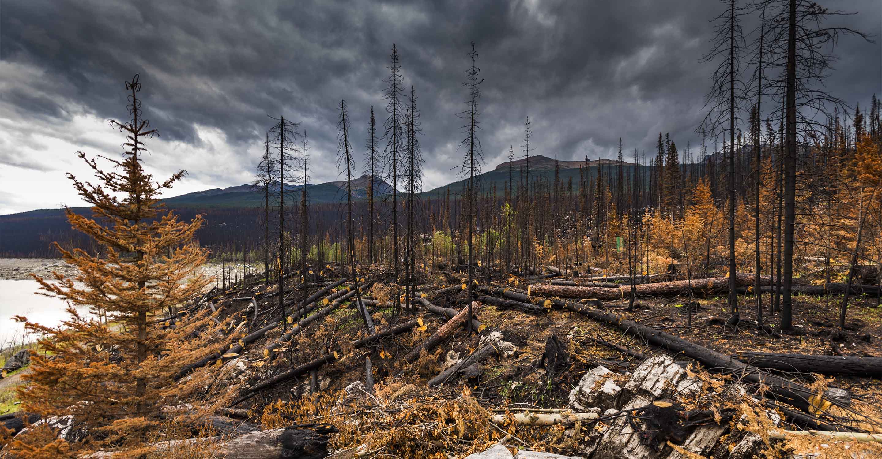 Devastated forest after wild fire