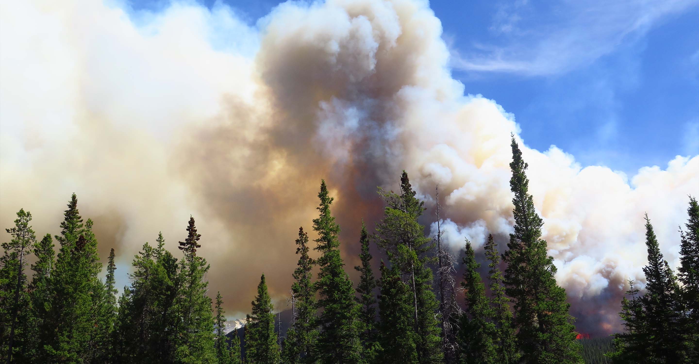 Smoke over a forest