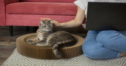 Key Features To Look For In Air Purifiers For Cat-Friendly Homes