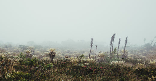 Choosing Air Purifiers For Wildfire Smoke: Essential Features