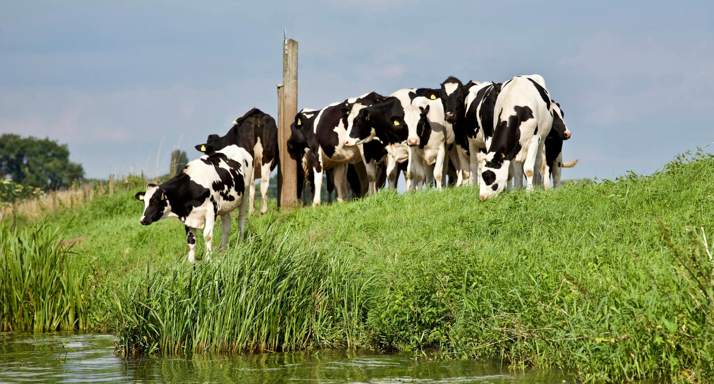 Cows on grass