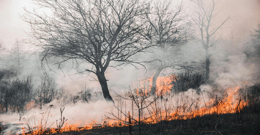 Wildfire Smoke And Air Purifiers: A Necessary Pairing