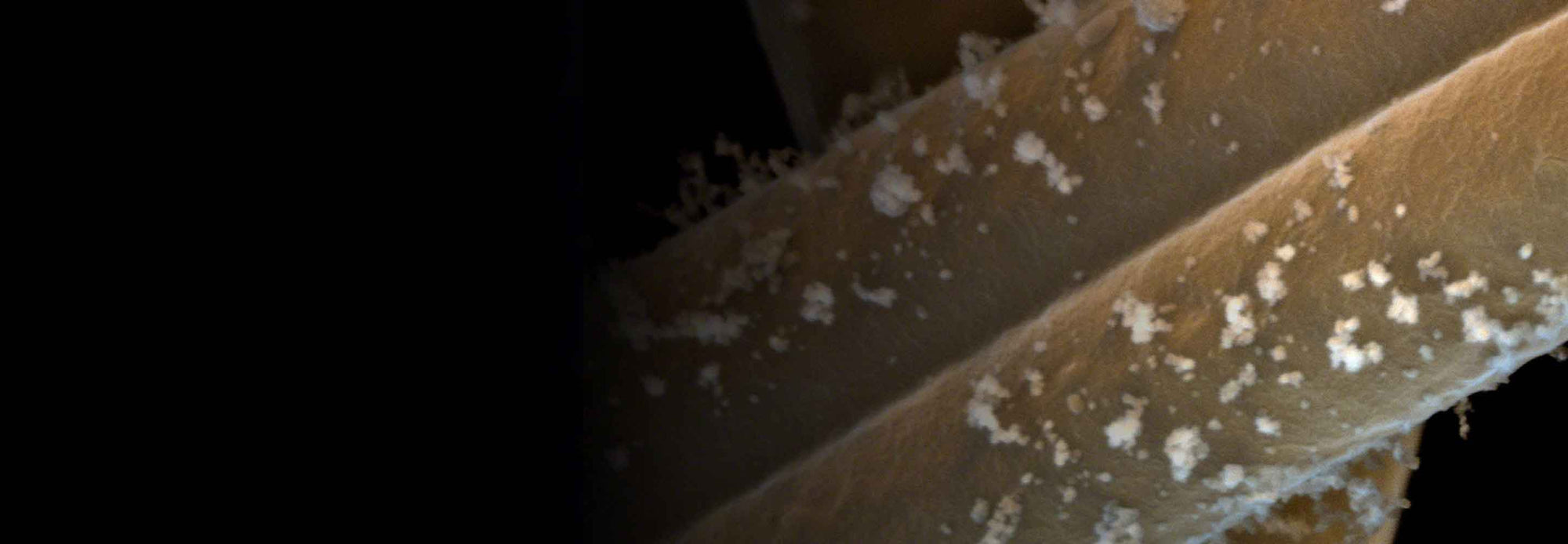 microscopic view of dust particles on hair